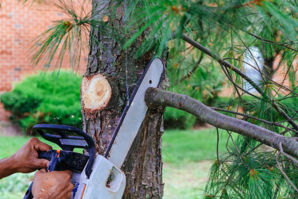 How Our Tree Care Process Works  in Glenwood, IL